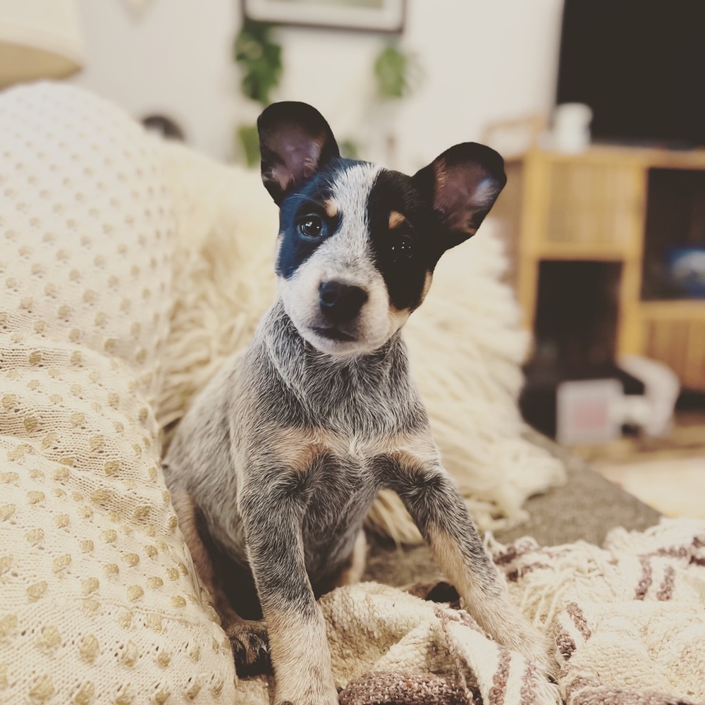 Meet your Posher, Angie